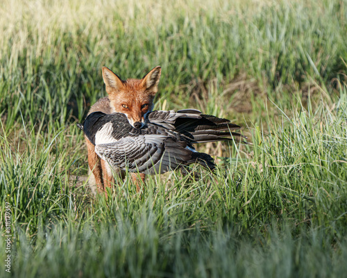 Fox with prey,  a fox carrying a Barnacle Goose