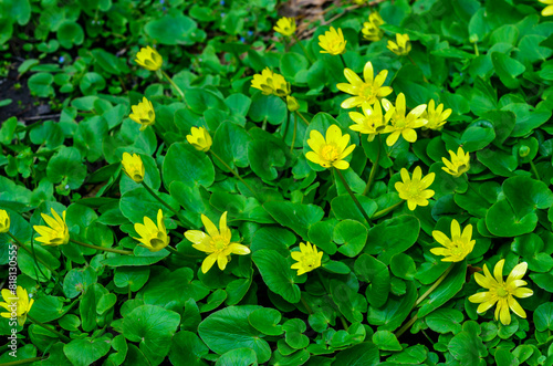 Lesser celandine or pilewort (Ficaria verna) - mass flowering in the spring plants in a garden, Odessa photo