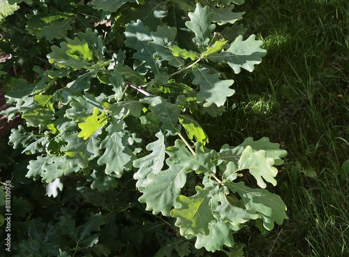 green leaves of oak tree close up