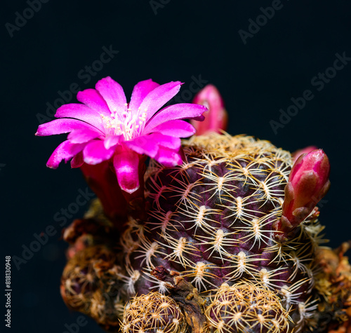 Sulcorebutia crispata - close-up of a short-spined cactus blooming with crimson flowers in a botanical collection photo