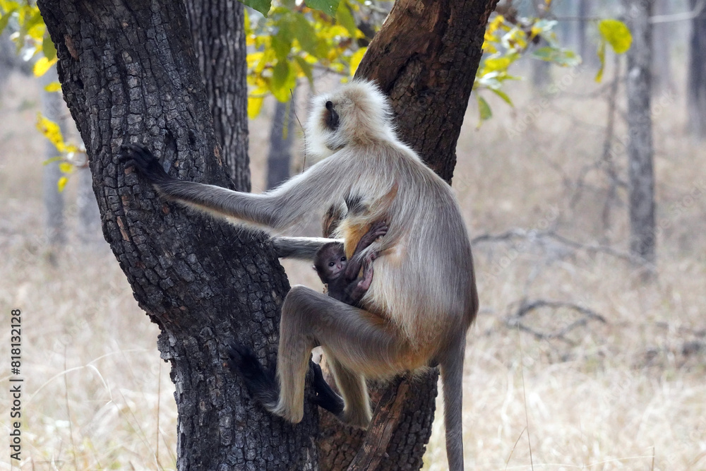 Obraz premium Singes Langur dans le Parc National de Pench au Madhya Pradesh en Inde