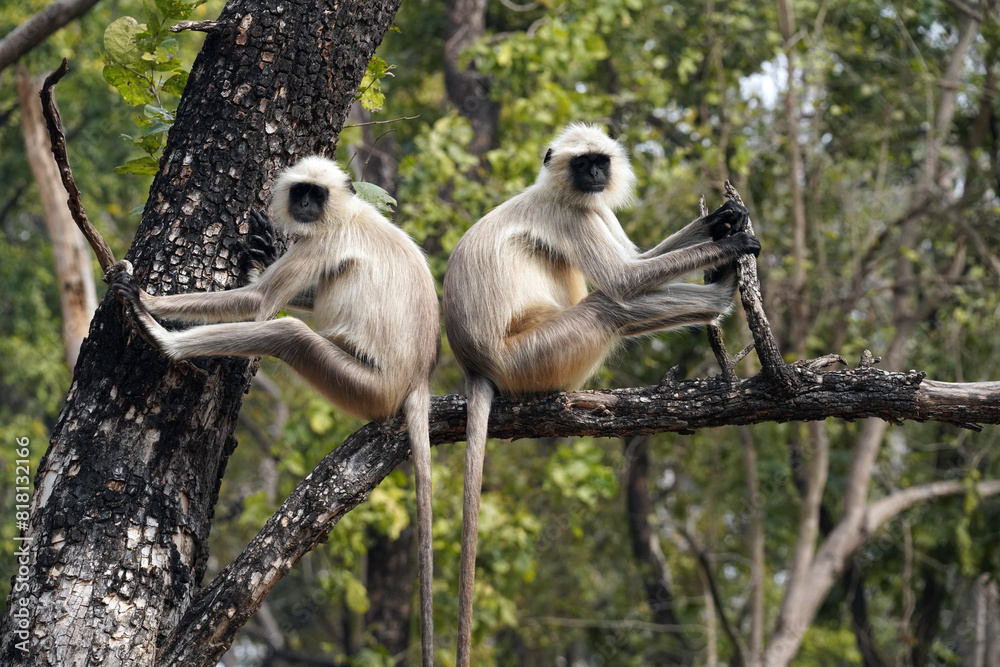 Obraz premium Singes Langur dans le Parc National de Pench au Madhya Pradesh en Inde