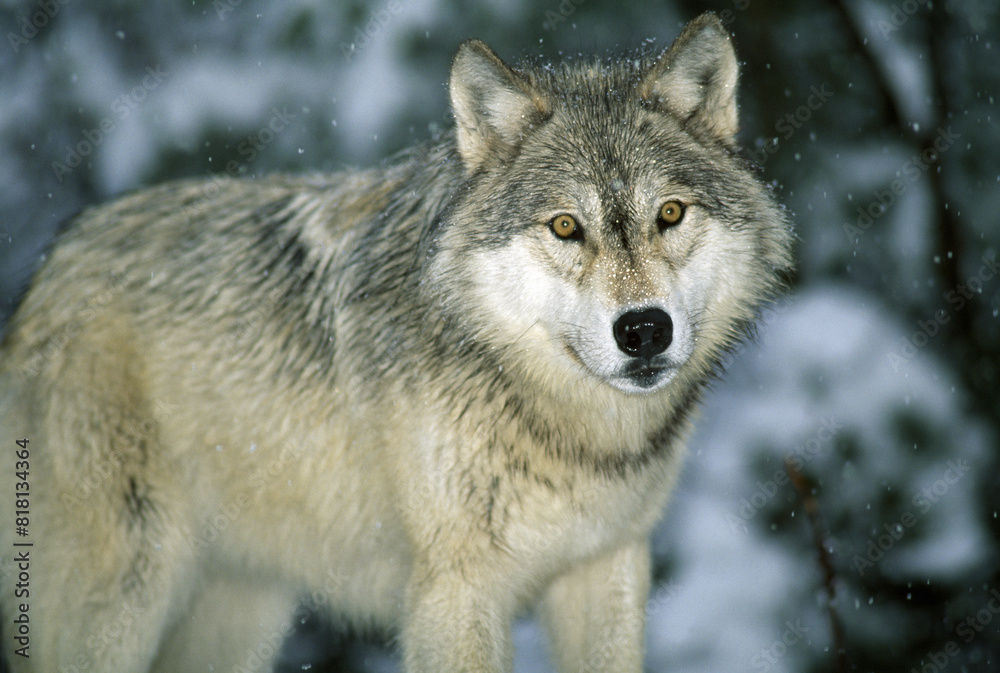 Obraz premium Gray Wolf