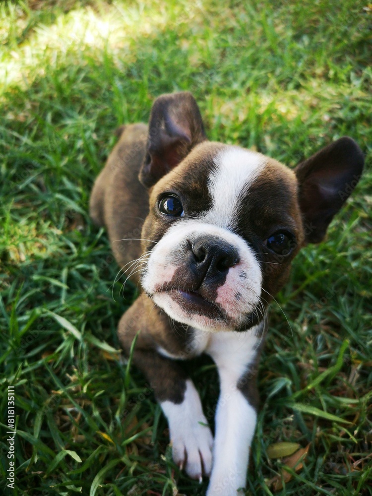  Dog Breeds That Have the Cutest Puppies