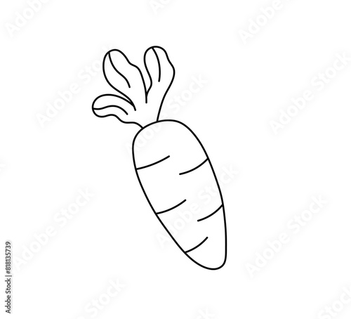 Vector isolated one single simple carrot doodle colorless black and white contour line easy drawing
