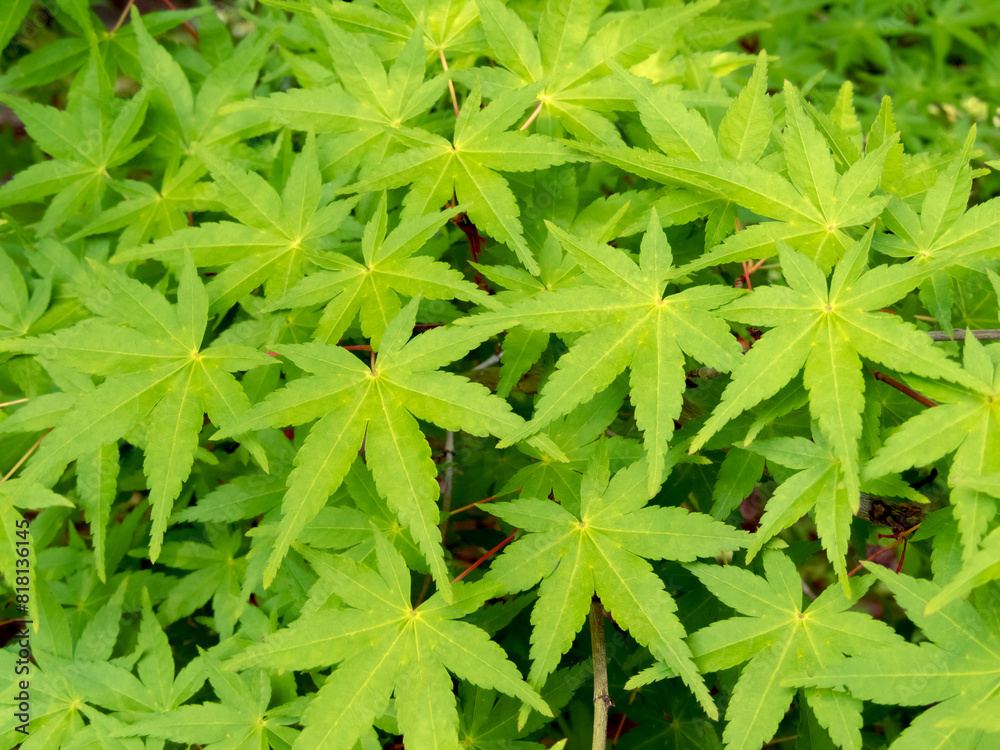 Green japanese maple branches with green leaves Green japanese maple branches with green leaves