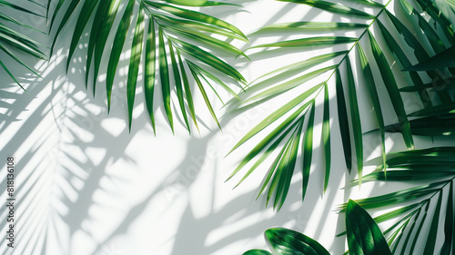 green palm leaf with shadow on white concrete wall.