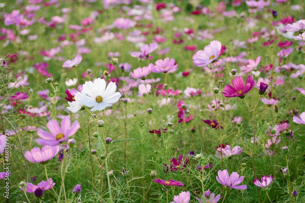 Common Cosmos flower at dusk. Evening Light Illuminating Large Cosmos Flowers. Low angle photo. Common Cosmos flower at dusk. Evening Light Illuminating Large Cosmos Flowers. Low angle photo.