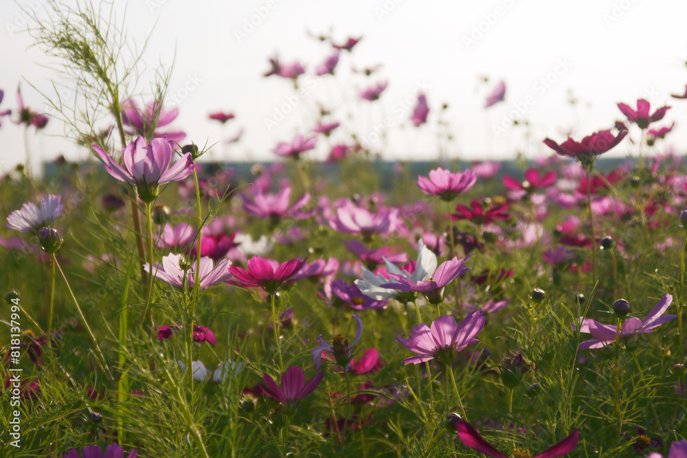 Common Cosmos flower at dusk. Evening Light Illuminating Large Cosmos Flowers. Low angle photo. Common Cosmos flower at dusk. Evening Light Illuminating Large Cosmos Flowers. Low angle photo.