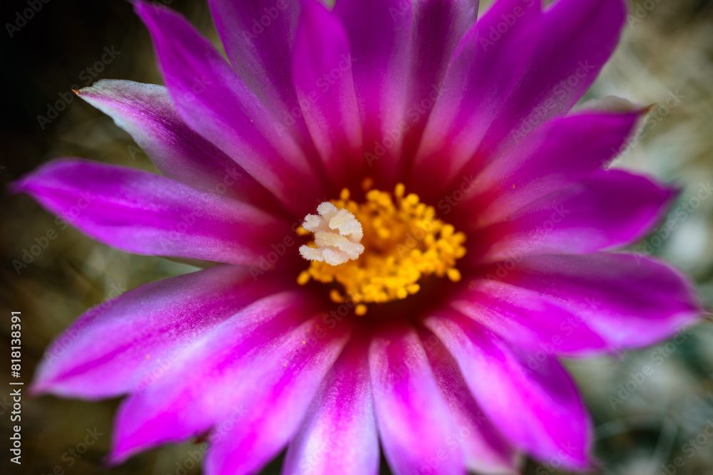Flower Thelocactus sp. - close-up of a blooming cactus with long spines in a botanical collection