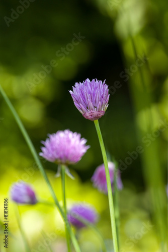 pink flowers of chives in the sunlight against a blurred background