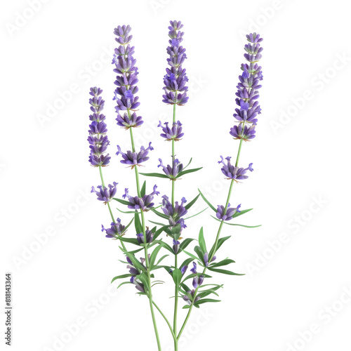 Lavender flowers   isolated on white background