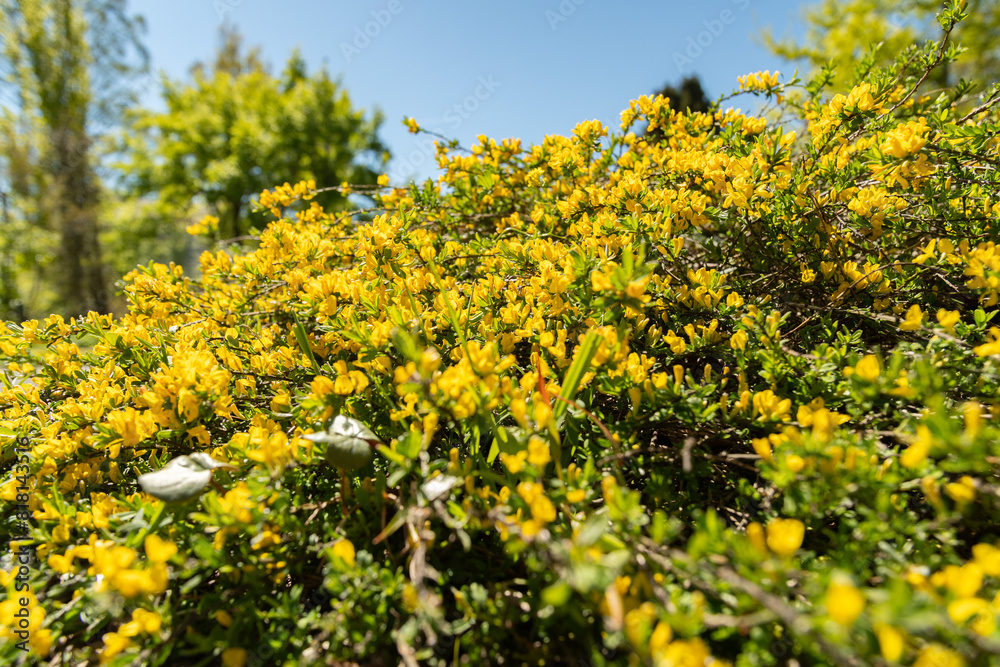 Hairy greenweed or Genista Pilosa plant in Saint Gallen in Switzerland Hairy greenweed or Genista Pilosa plant in Saint Gallen in Switzerland
