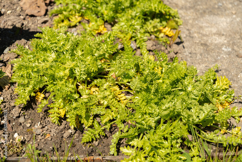 Poached egg plant or Limnanthes Douglasii plant in Saint Gallen in Switzerland photo