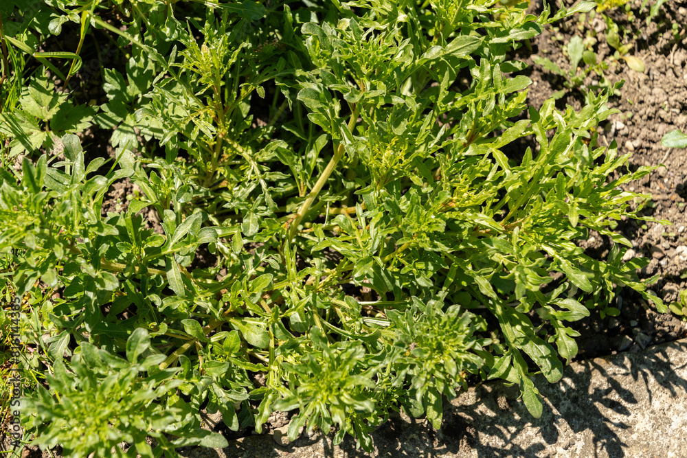 Wild mignonette or Reseda Lutea plant in Saint Gallen in Switzerland Wild mignonette or Reseda Lutea plant in Saint Gallen in Switzerland
