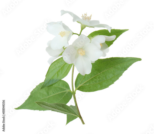 Branch of jasmine flowers and leaves isolated on white © New Africa
