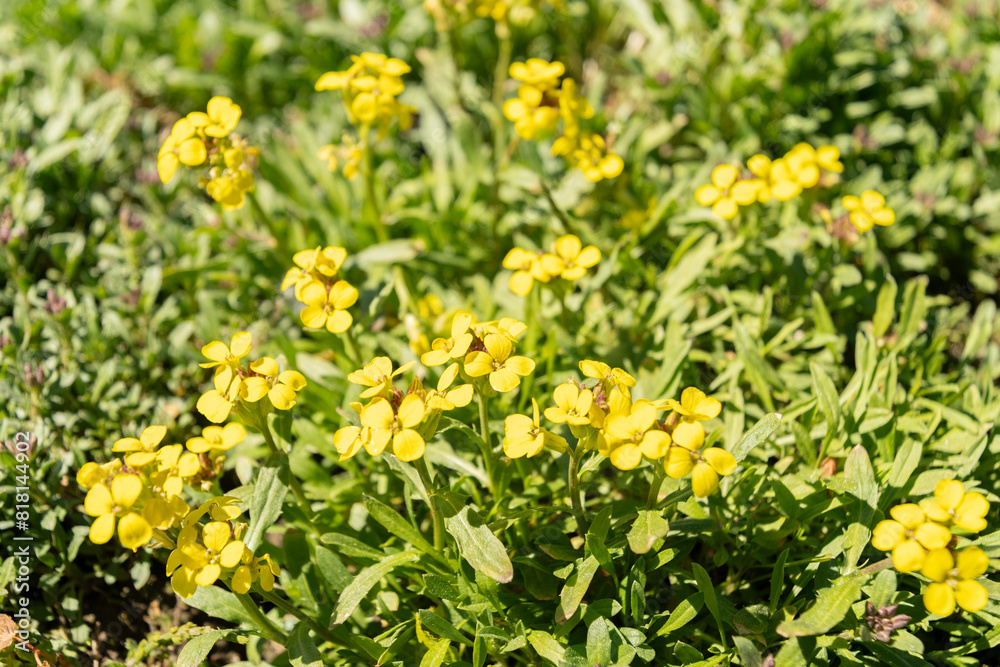 Erysimum Pulchellum plant in Saint Gallen in Switzerland Erysimum Pulchellum plant in Saint Gallen in Switzerland