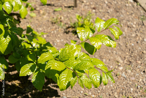 East asian orixa or Orixa Japonica plant in Saint Gallen in Switzerland photo