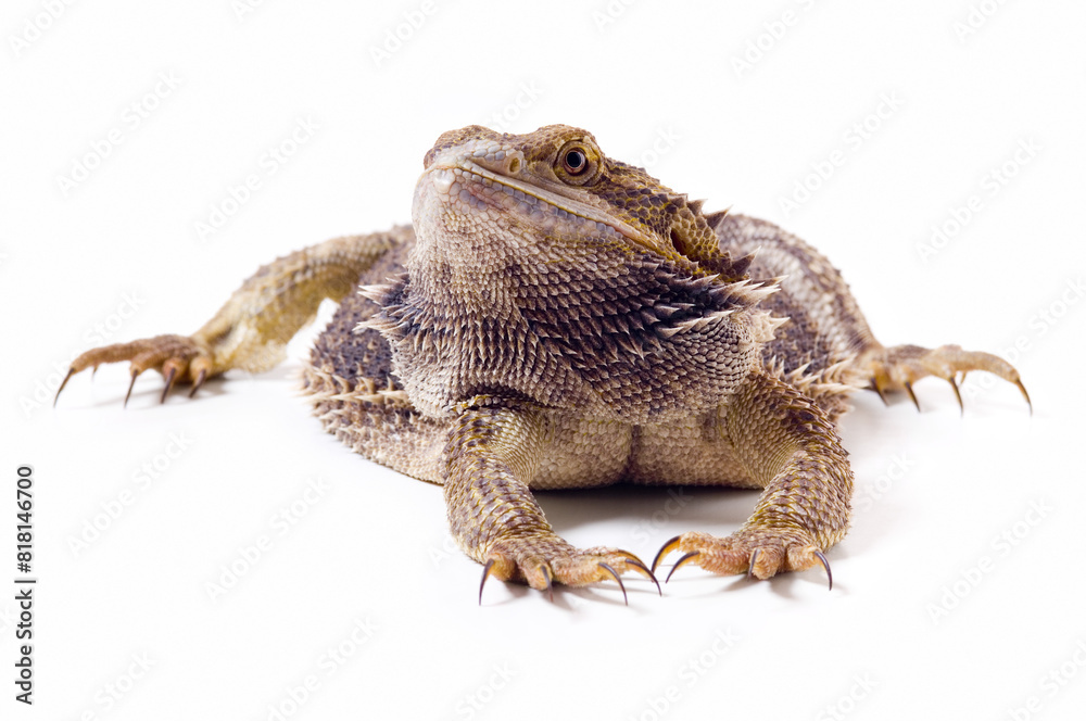 Fototapeta premium Bearded Dragon Lizard Front