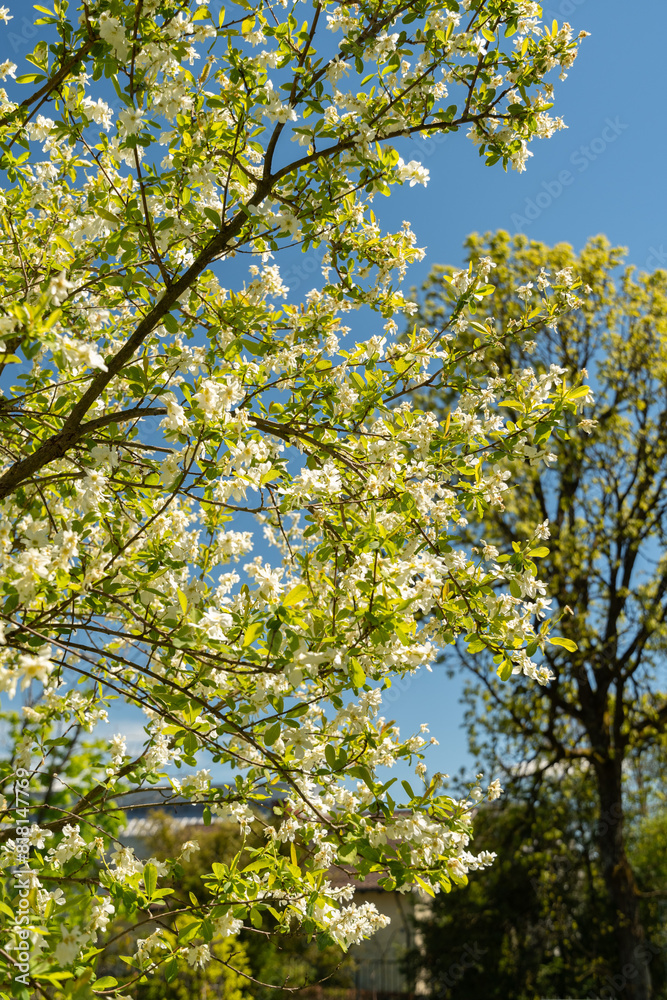 Common pearlbush or Exochorda Giraldii plant in Saint Gallen in Switzerland Common pearlbush or Exochorda Giraldii plant in Saint Gallen in Switzerland