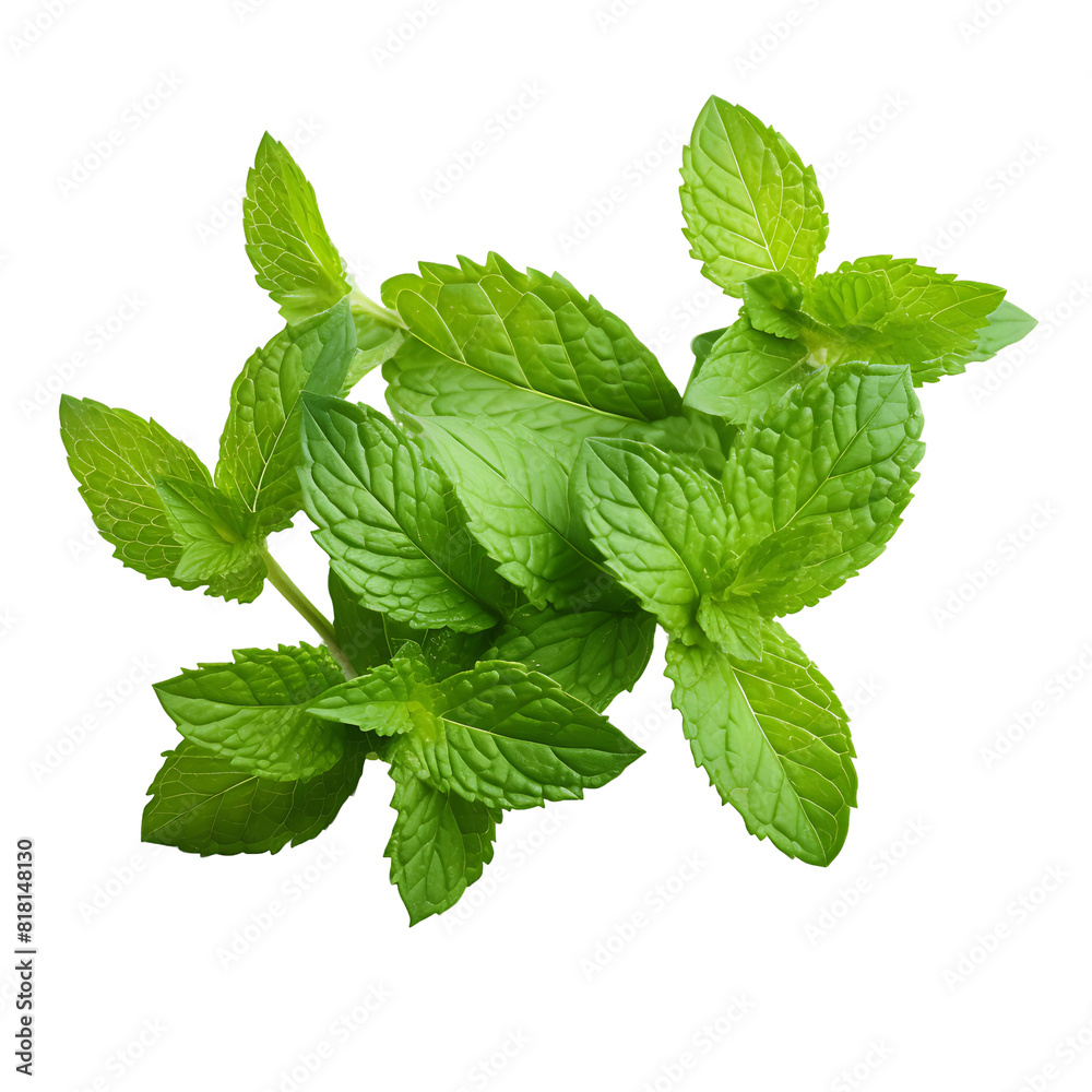 Fresh Herb Harvest Close Up of Green Basil Fresh Herb Harvest Close Up of Green Basil