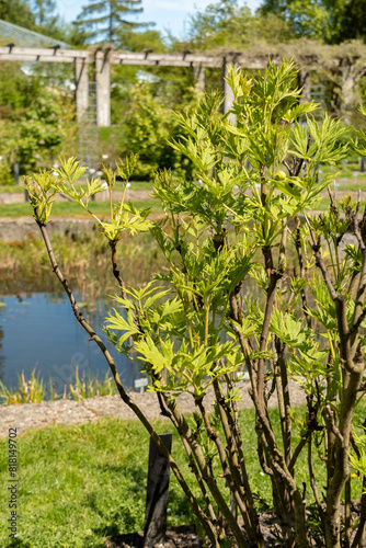 Paeonia Lutea plant in Saint Gallen in Switzerland photo