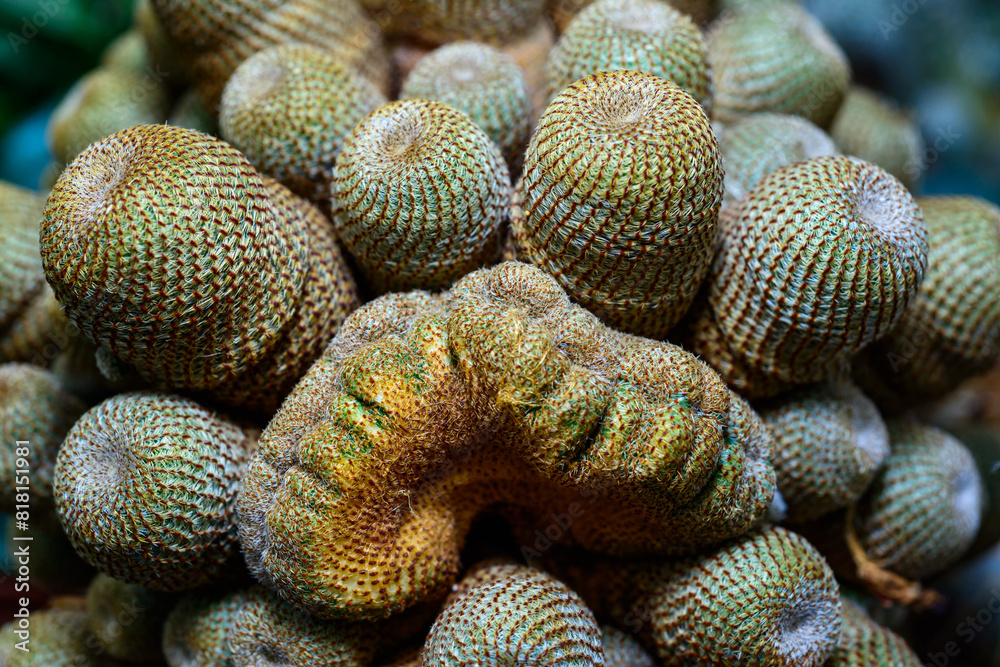 Aylostera heliosa - cactus with short spines in a botanical collection, cristate form Aylostera heliosa - cactus with short spines in a botanical collection, cristate form
