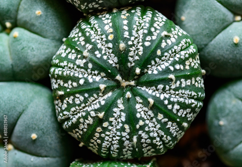 Cacti Astrophytum asterias cv. Super Kabuto, close-up of a hybrid plant from a botanical collection photo