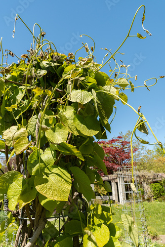 Aristolochia Manshuriensis plant in Saint Gallen in Switzerland photo