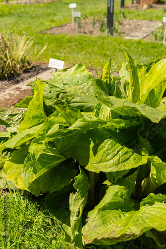 Asian skunk cabbage or Lysichiton Camtschatcensis plant in Saint Gallen in Switzerland photo