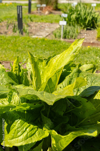 Asian skunk cabbage or Lysichiton Camtschatcensis plant in Saint Gallen in Switzerland photo