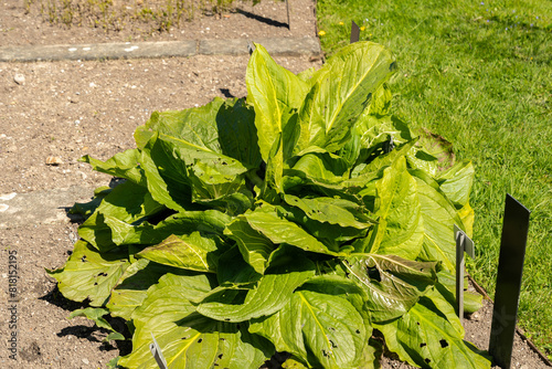 Asian skunk cabbage or Lysichiton Camtschatcensis plant in Saint Gallen in Switzerland photo