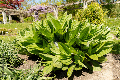 California corn lily or Veratrum Californicum plant in Saint Gallen in Switzerland