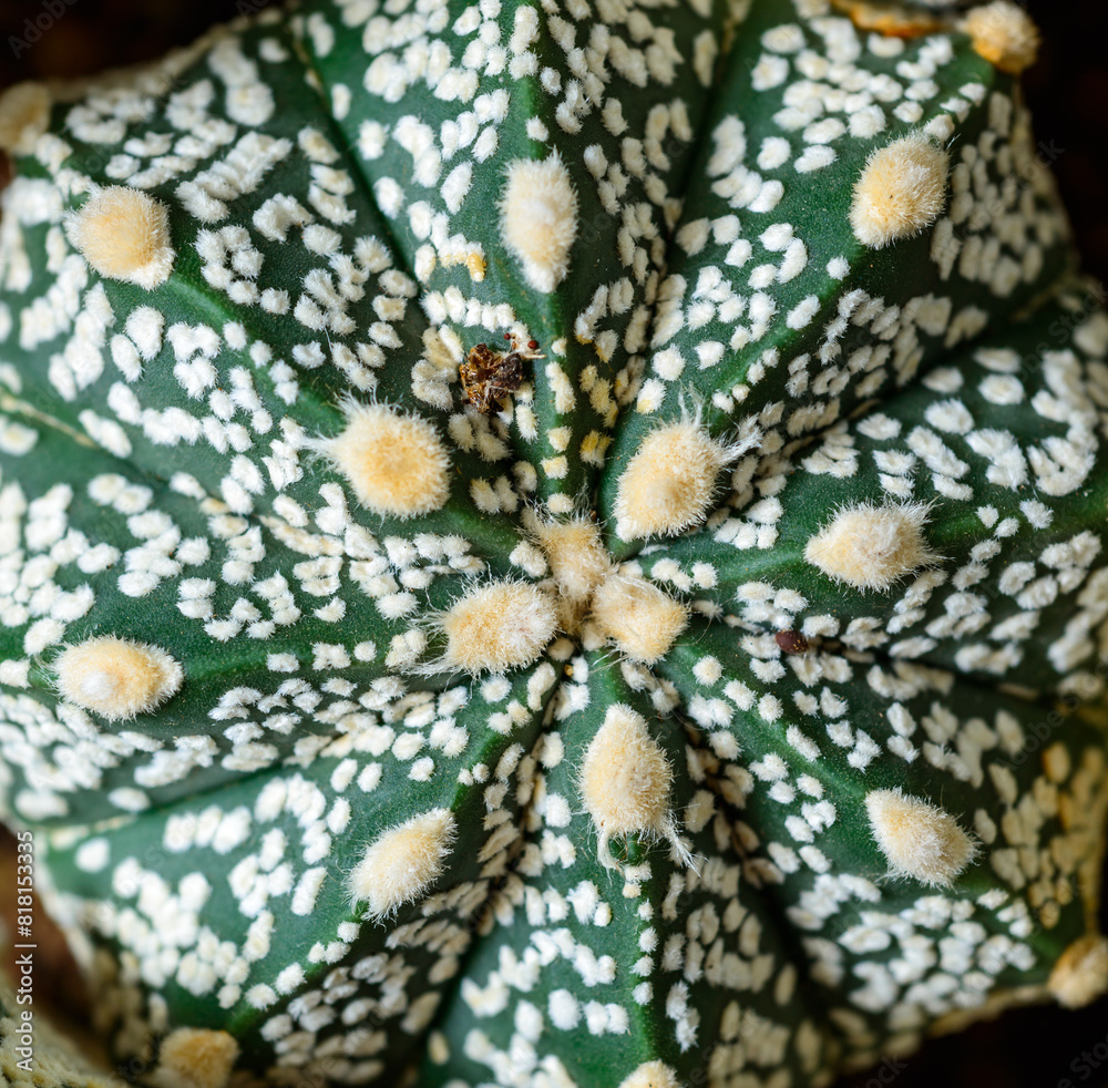 Cacti Astrophytum asterias cv. Super Kabuto, close-up of a hybrid plant from a botanical collection Cacti Astrophytum asterias cv. Super Kabuto, close-up of a hybrid plant from a botanical collection