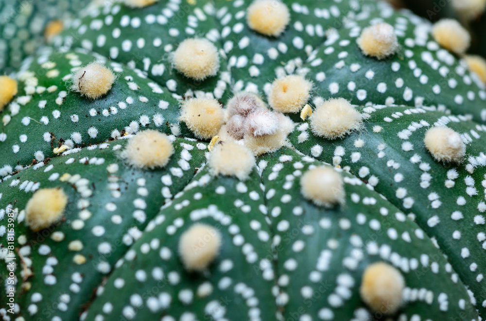 Cacti cultivar Astrophytum asterias, close-up of a hybrid plant from a botanical collection Cacti cultivar Astrophytum asterias, close-up of a hybrid plant from a botanical collection