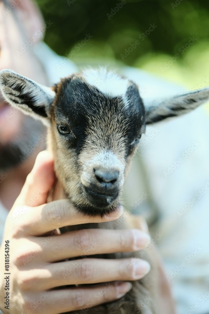 Cute And Beautiful Baby Goat Photo