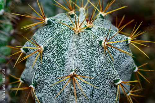 Cacti Astrophytum ornatum var. mirbelii, close-up of a cactus with long spines in a botanical collection photo