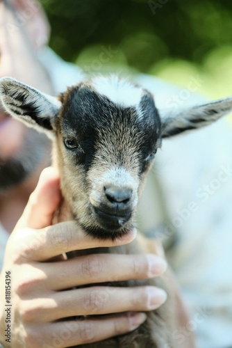 Cute And Beautiful Baby Goat Photo © Atiqa