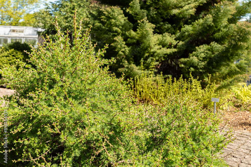 European larch or Larix Decidua tree in Saint Gallen in Switzerland European larch or Larix Decidua tree in Saint Gallen in Switzerland