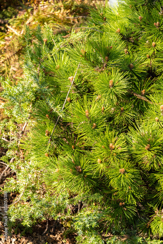 Bosnian pine or Pinus Heldreichii plant in Saint Gallen in Switzerland