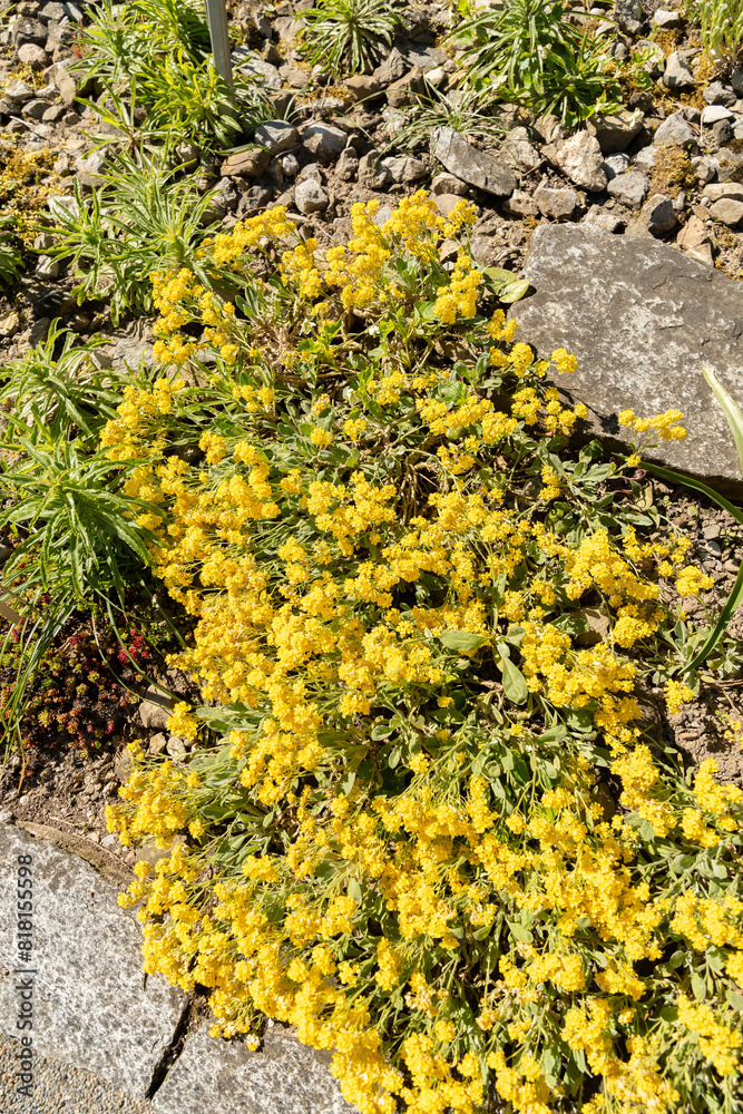 Alyssum Saxatile plant in Saint Gallen in Switzerland Alyssum Saxatile plant in Saint Gallen in Switzerland