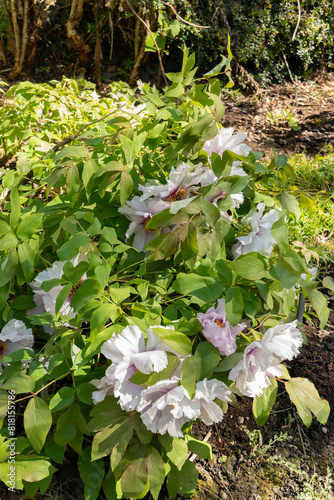 Paeonia Rockii plant in Saint Gallen in Switzerland photo