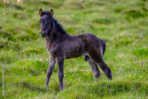 Beautiful Horse White Nature Photo