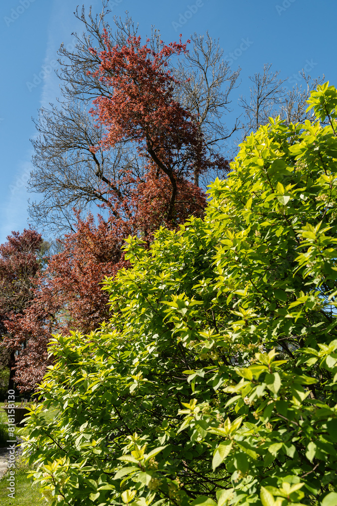 Bird cherry or Prunus Padus plant in Saint Gallen in Switzerland