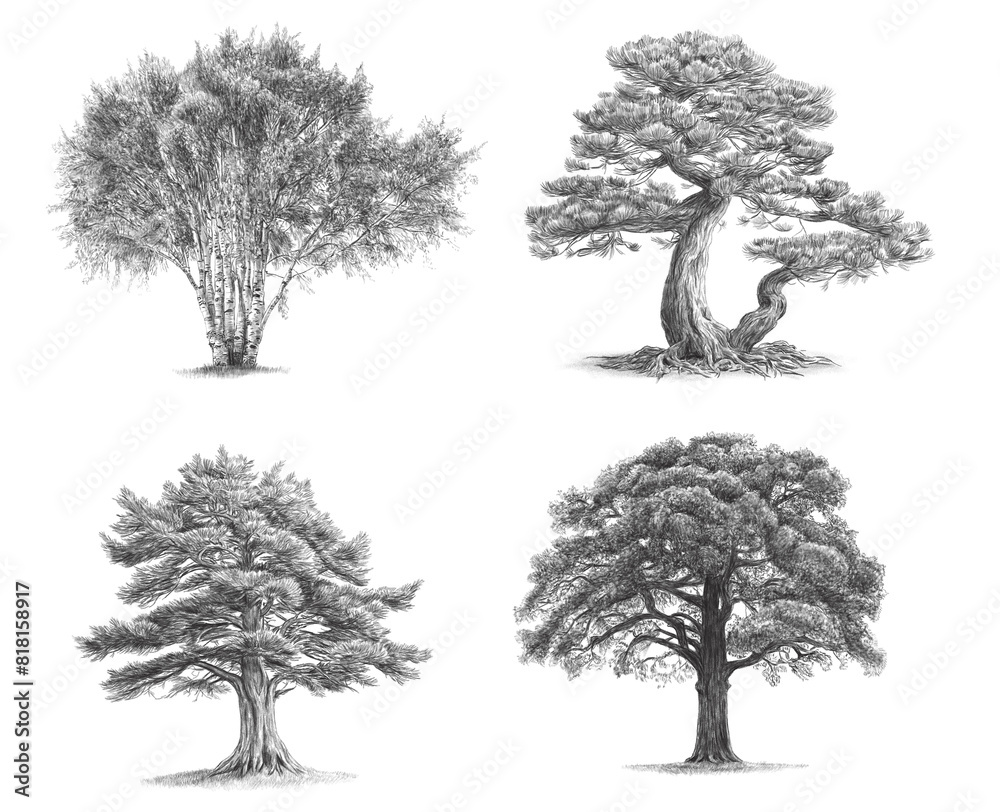 Fototapeta premium Birch, Pine, Oak, Cedar, drawings