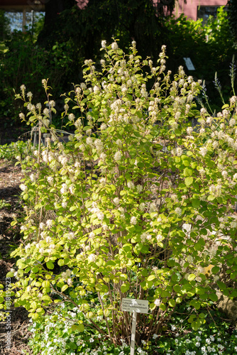 Witch alder or Fothergilla Gardenii plant in Saint Gallen in Switzerland