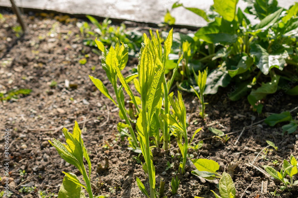 Wingstem or Verbesina Alternifolia plant in Saint Gallen in Switzerland Wingstem or Verbesina Alternifolia plant in Saint Gallen in Switzerland