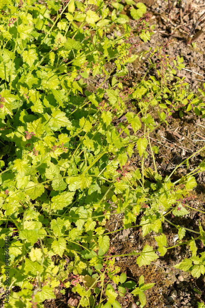 Youth on age or Tolmiea Menziesii plant in Saint Gallen in Switzerland Youth on age or Tolmiea Menziesii plant in Saint Gallen in Switzerland