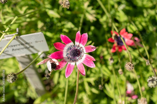 Anemone Pavoniana plant in Saint Gallen in Switzerland