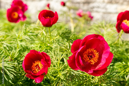 Steppe peony or Paeonia Tenuifolia plant in Saint Gallen in Switzerland © Robert